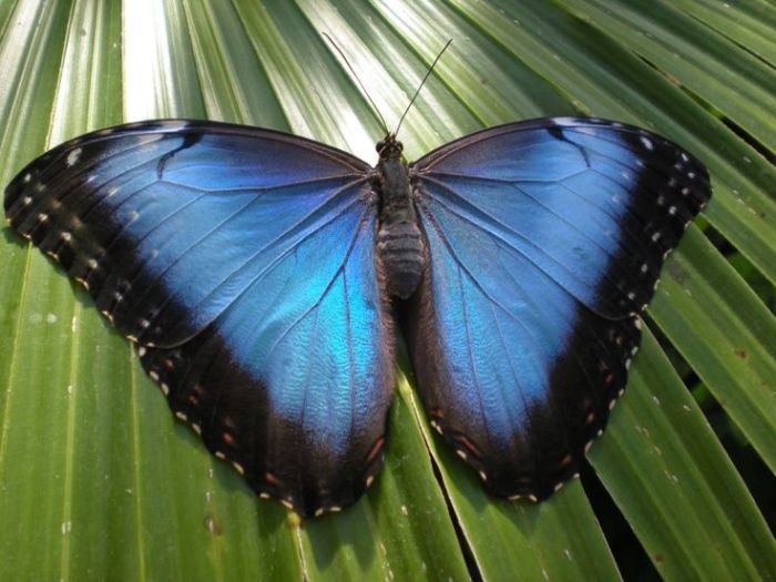 Pictures of butterflies in michigan