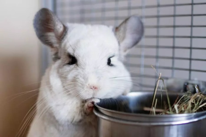 Why do chinchillas squeak at night