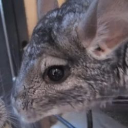 Why do chinchillas squeak at night