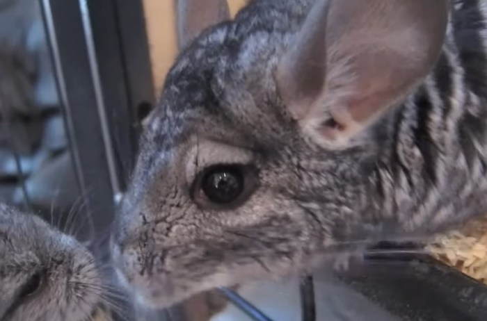 Why do chinchillas squeak at night