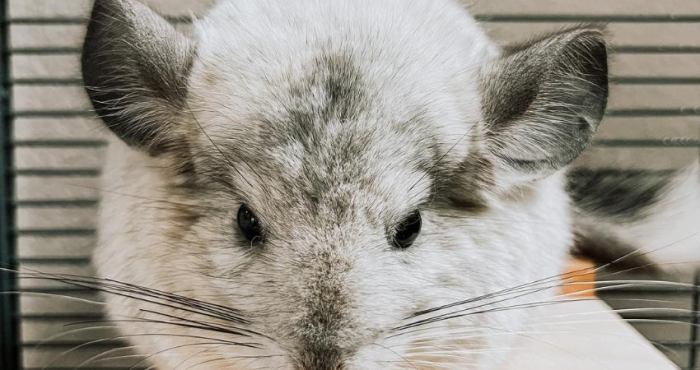 Chinchillas rare chinchilla tailed endangered ounces mining relocated motherjones