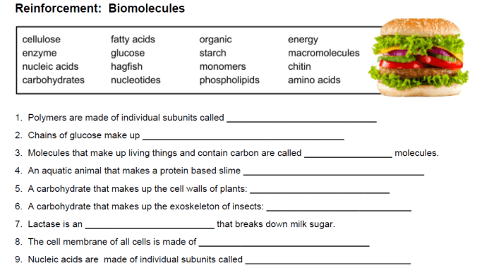 Biomolecules video handout answer key