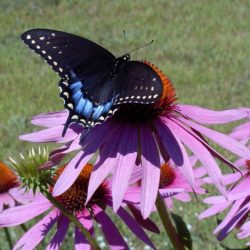 Pictures of butterflies in michigan