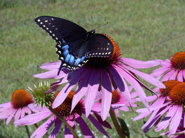 Pictures of butterflies in michigan