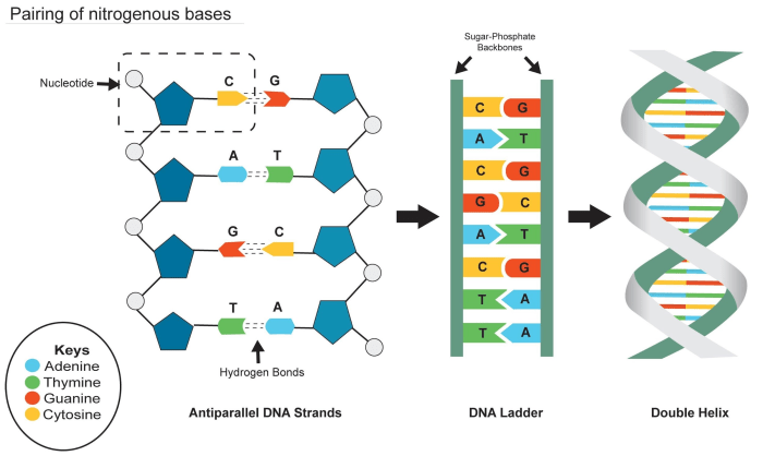 Adenine equimolar bases thymine chargaff