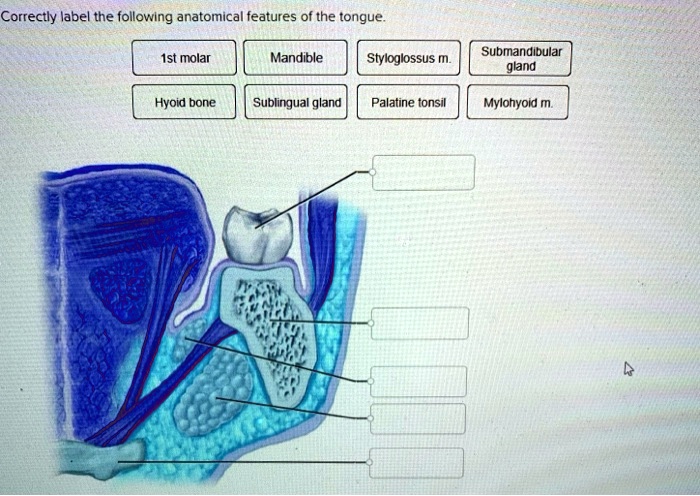 Correctly label the following anatomical features of the tongue.