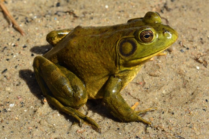 The bullfrog rana catesbeiana is most closely related to the