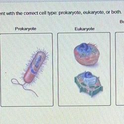 Membrane solved component appropriate cellular dragging match box each wor exit check save transcribed problem text been show has