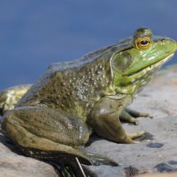 The bullfrog rana catesbeiana is most closely related to the