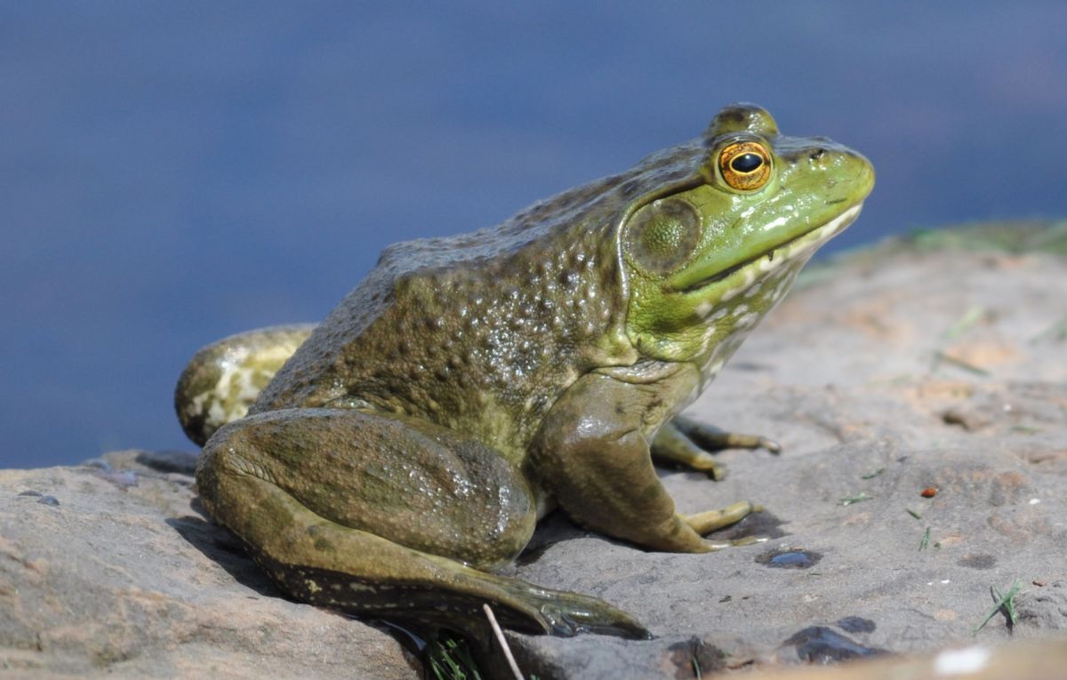 The bullfrog rana catesbeiana is most closely related to the