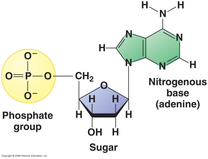 Build a nucleotide containing adenine labster