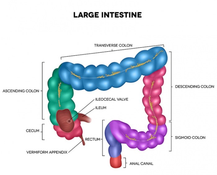 Label the regions of the large intestine in the figure.