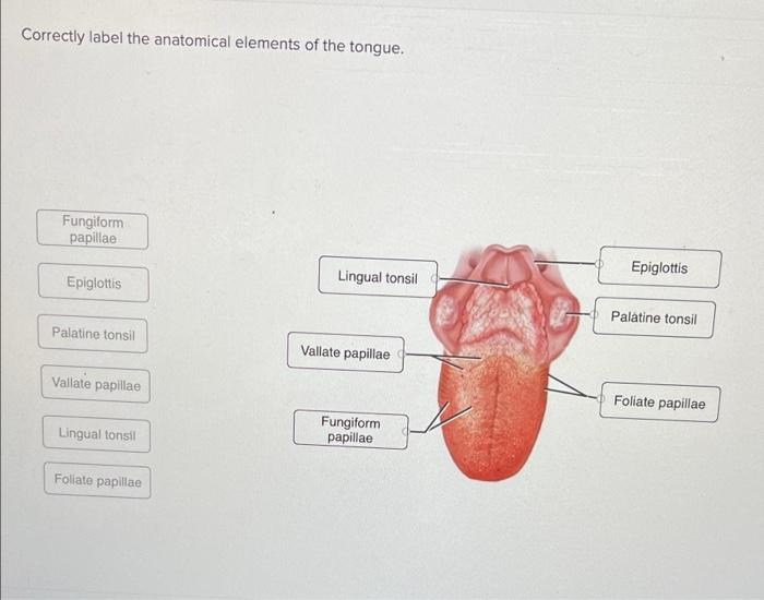 Correctly label the following anatomical features of the tongue.