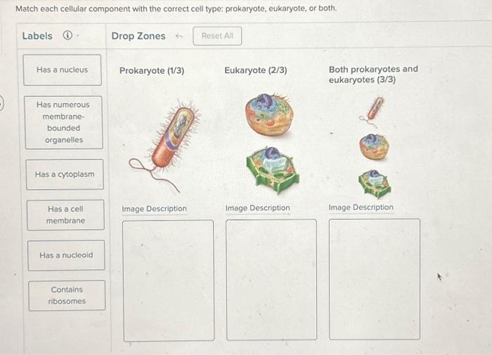 Cell organelle organelles