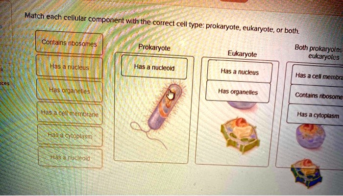 Match each cellular component with the correct cell type