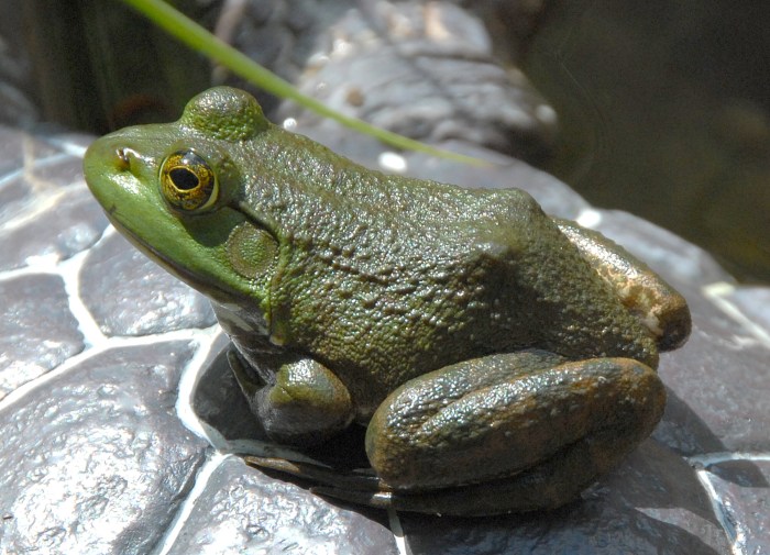 Bullfrog catesbeiana rana 1800px