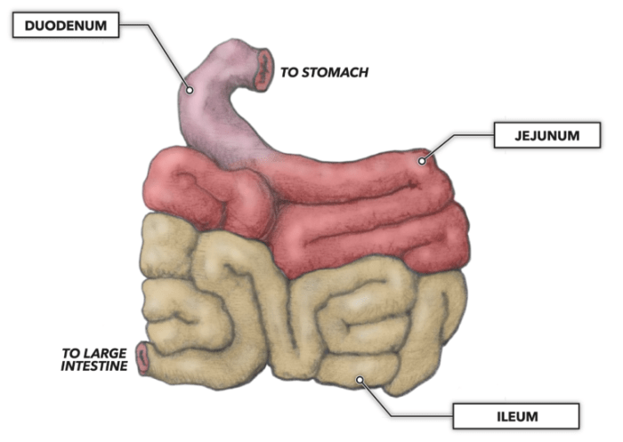 Large intestine human body small intestines anatomy digestive system colon science waste health storage has