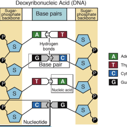 Build a nucleotide containing adenine labster