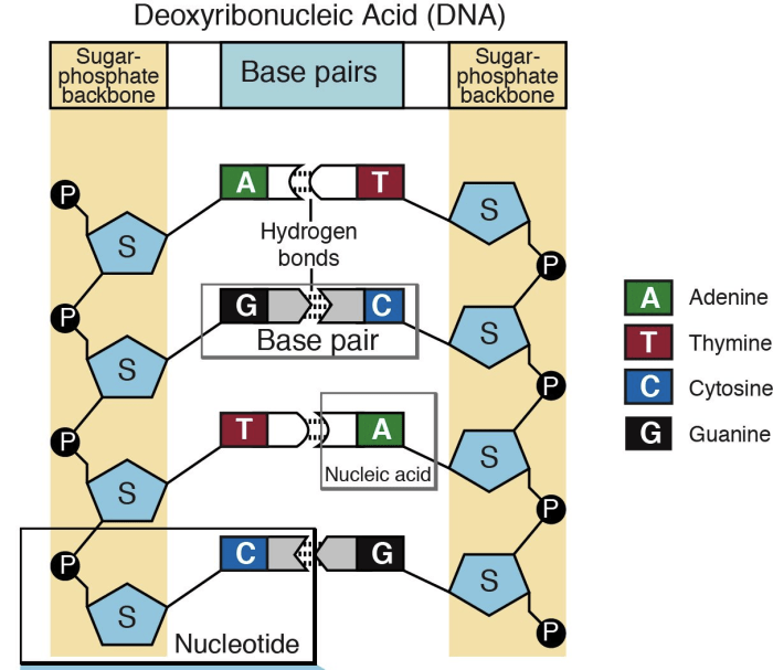 Build a nucleotide containing adenine labster