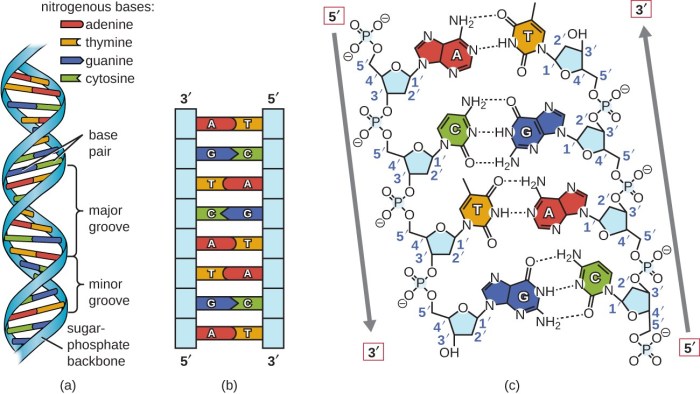 Dna structure helix double function strand base ladder backbone bases model phosphate sugar simple microbiology labeled diagram nitrogenous nucleotide strands