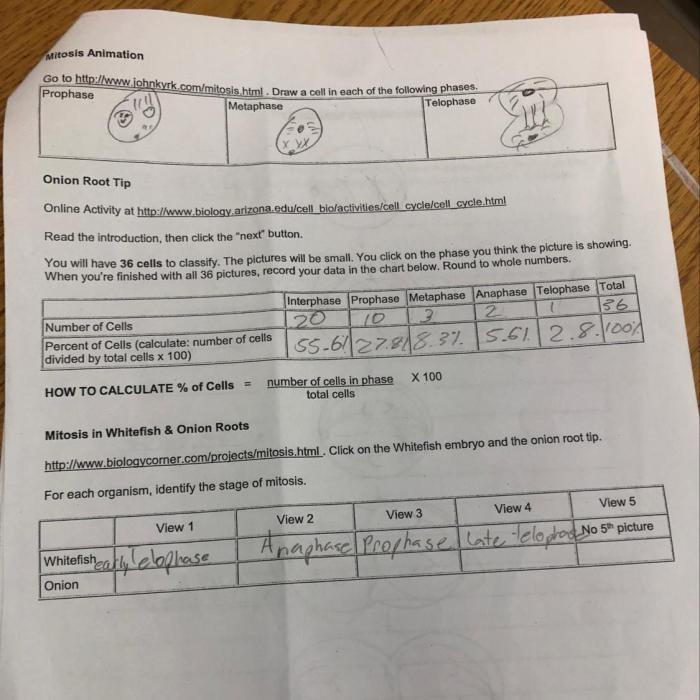 Online onion root tip mitosis lab answer key