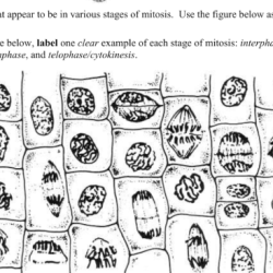 Onion lab root biology cell activity tips