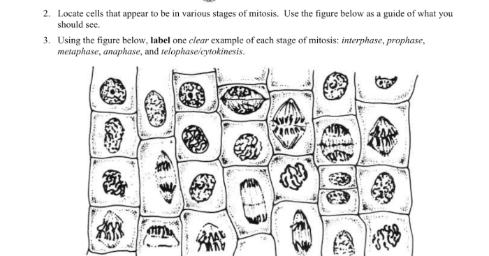 Onion lab root biology cell activity tips