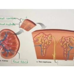 Talocrural anatomical correctly