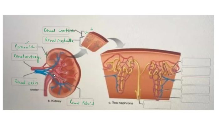 Talocrural anatomical correctly