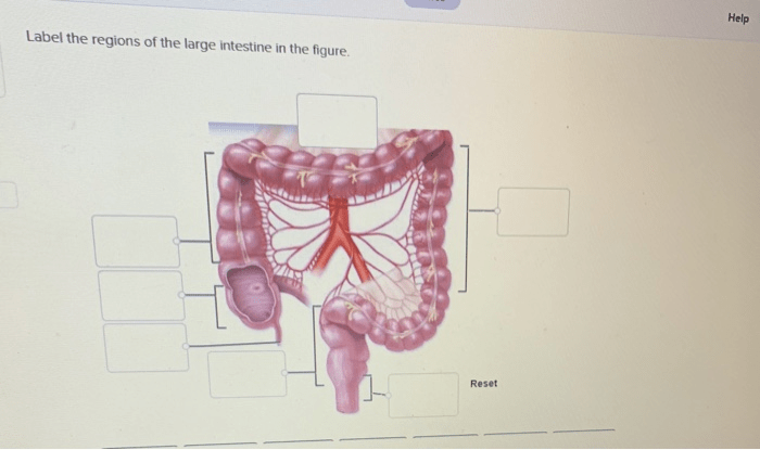 Label the regions of the large intestine in the figure.