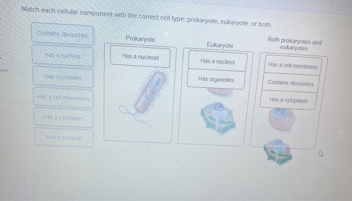 Match each cellular component with the correct cell type