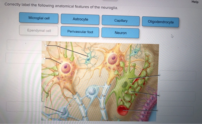 Correctly thoracic anatomical solved ent chap subm exit transcribed problem