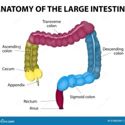 Structures intestine indicated solved cursor colon biology transcribed problem