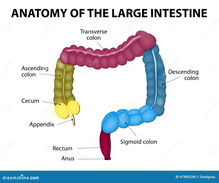 Structures intestine indicated solved cursor colon biology transcribed problem